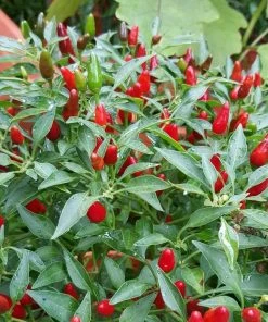 Roots Plants 3 Organic 'Birds Eye' Chilli Plants Chillies & Sweet Peppers