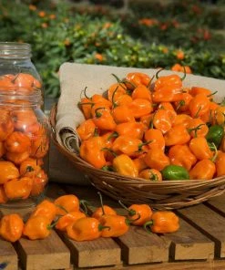 Roots Plants Chillies & Sweet Peppers 3 Organic'Orange Habanero' Chilli Plants