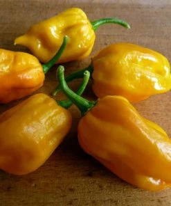Roots Plants 3 Organic 'Scotch Bonnet Yellow' Chilli Plants Chillies & Sweet Peppers