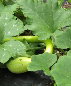 Roots Plants Courgettes 3 Organic 'Tromboncino Albenga' Courgette Plants 14 Roots Plants Courgettes 3 Organic 'Tromboncino Albenga' Courgette Plants