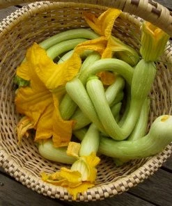 Roots Plants Courgettes 3 Organic 'Tromboncino Albenga' Courgette Plants