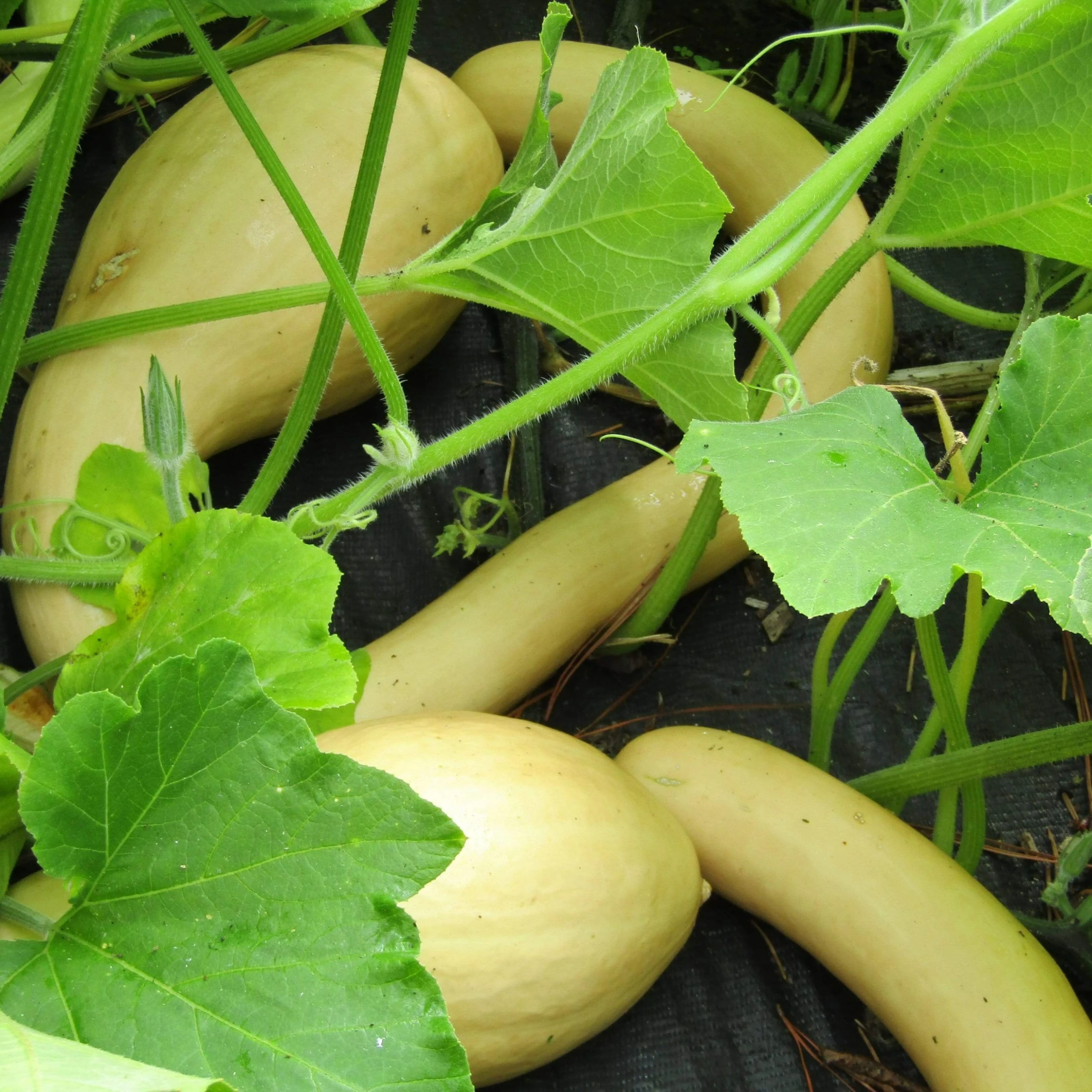 Roots Plants Courgettes 3 Organic 'Tromboncino Albenga' Courgette Plants 9 Roots Plants Courgettes 3 Organic 'Tromboncino Albenga' Courgette Plants