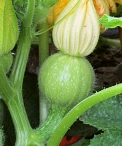 Roots Plants Courgettes 3 Organic 'Tondo Chiaro Di Nizza' Courgette Plants