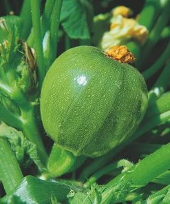 Roots Plants Courgettes 3 Organic 'Tondo Chiaro Di Nizza' Courgette Plants