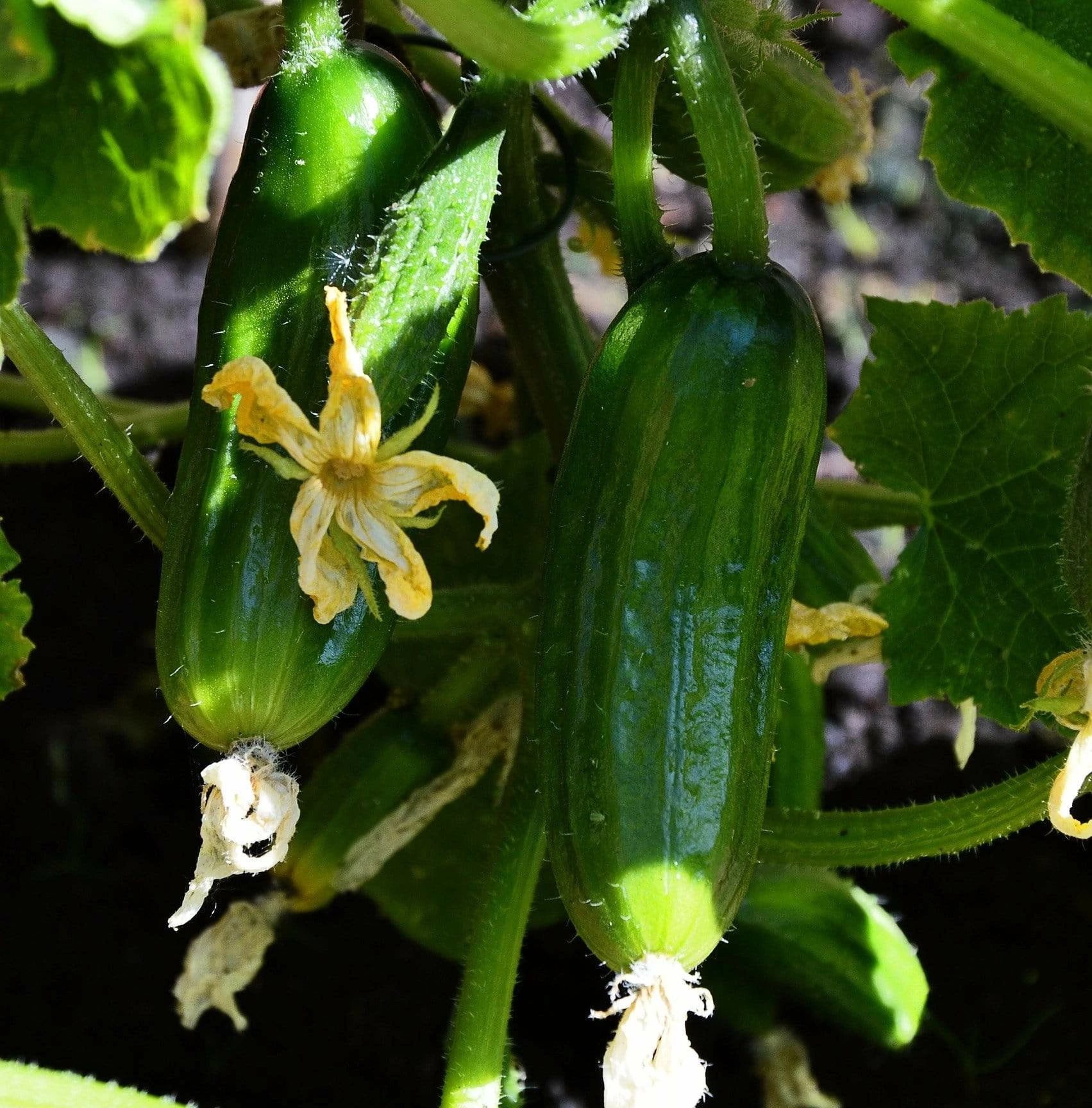 Roots Plants 3 Organic 'Marketmore' Cucumber Plants 3 Roots Plants 3 Organic 'Marketmore' Cucumber Plants