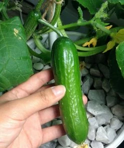 Roots Plants 3 Organic 'Marketmore' Cucumber Plants 10 Roots Plants 3 Organic 'Marketmore' Cucumber Plants