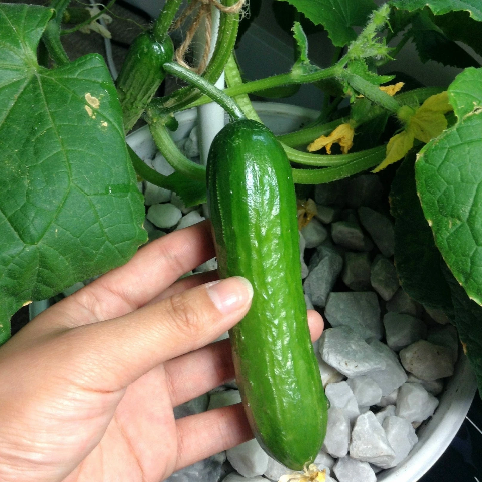 Roots Plants 3 Organic 'Marketmore' Cucumber Plants 6 Roots Plants 3 Organic 'Marketmore' Cucumber Plants