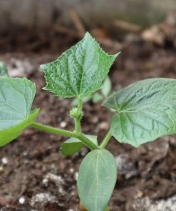Roots Plants 3 Organic 'Marketmore' Cucumber Plants 11 Roots Plants 3 Organic 'Marketmore' Cucumber Plants