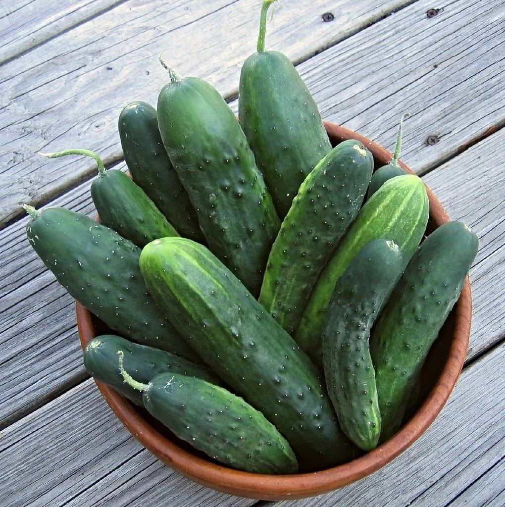 Roots Plants 3 Organic 'Marketmore' Cucumber Plants 5 Roots Plants 3 Organic 'Marketmore' Cucumber Plants