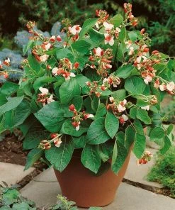 Roots Plants 15 Best Runner Bean Plants Collection | Growers Choice Peas & Beans