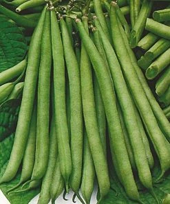 Roots Plants 10 Organic 'Tendergreen' Dwarf French Green Bean Plants