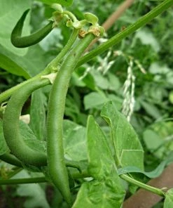 Roots Plants 10 Organic 'Tendergreen' Dwarf French Green Bean Plants