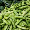 Roots Plants 10 Organic Edamame Bean Plants Peas & Beans 1 Roots Plants 10 Organic Edamame Bean Plants Peas & Beans