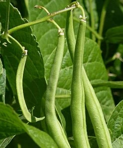 Roots Plants 20 Best French Bean Plants Collection | Growers Choice