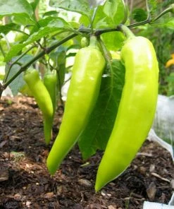 Roots Plants 3 Organic 'Hungarian Hot Wax' Chilli Plants Chillies & Sweet Peppers