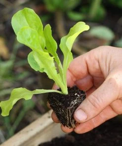 Roots Plants 10 Organic 'Buttercrunch' Lettuce Plants