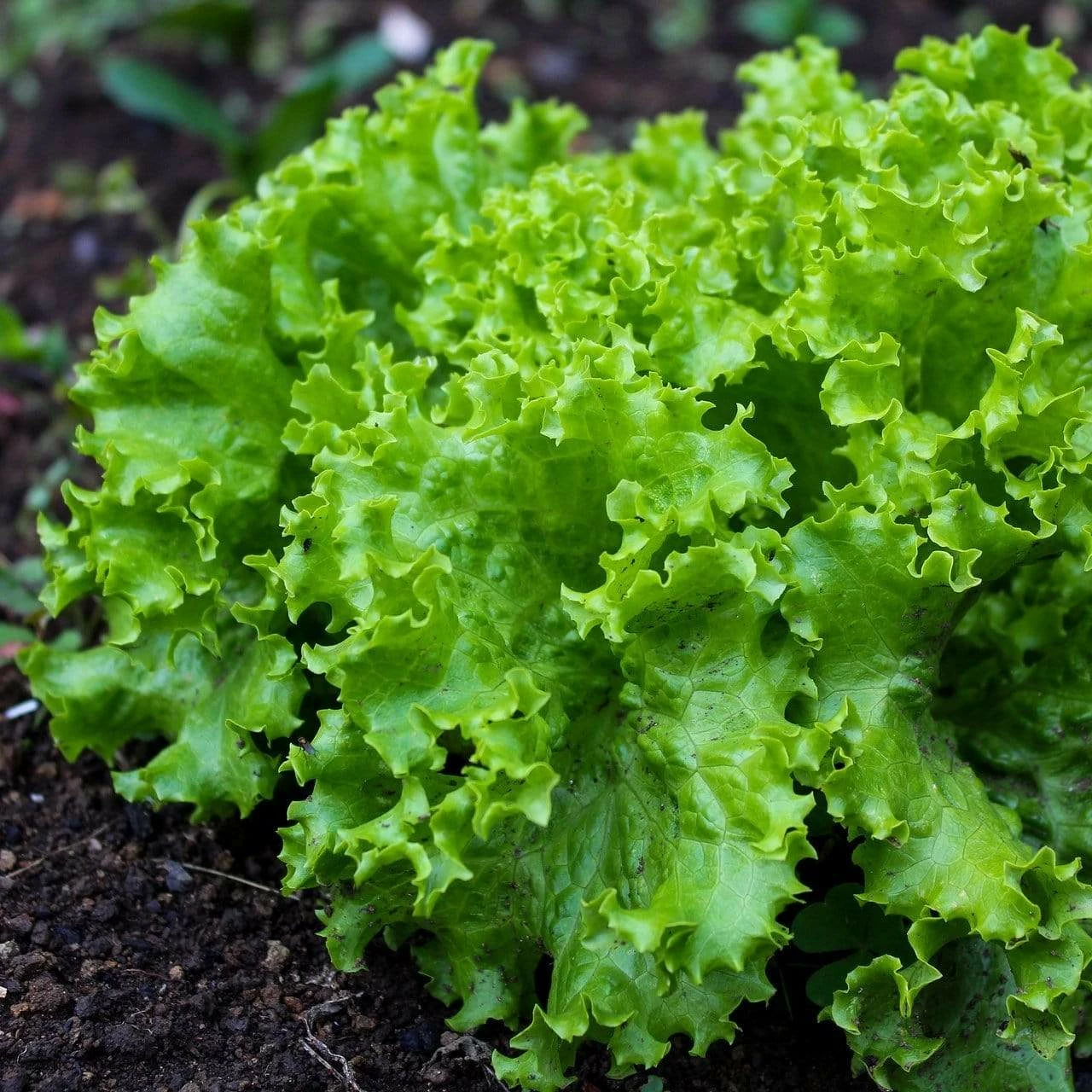Roots Plants 10 Organic 'Green Salad Bowl' Lettuce Plants 3 Roots Plants 10 Organic 'Green Salad Bowl' Lettuce Plants