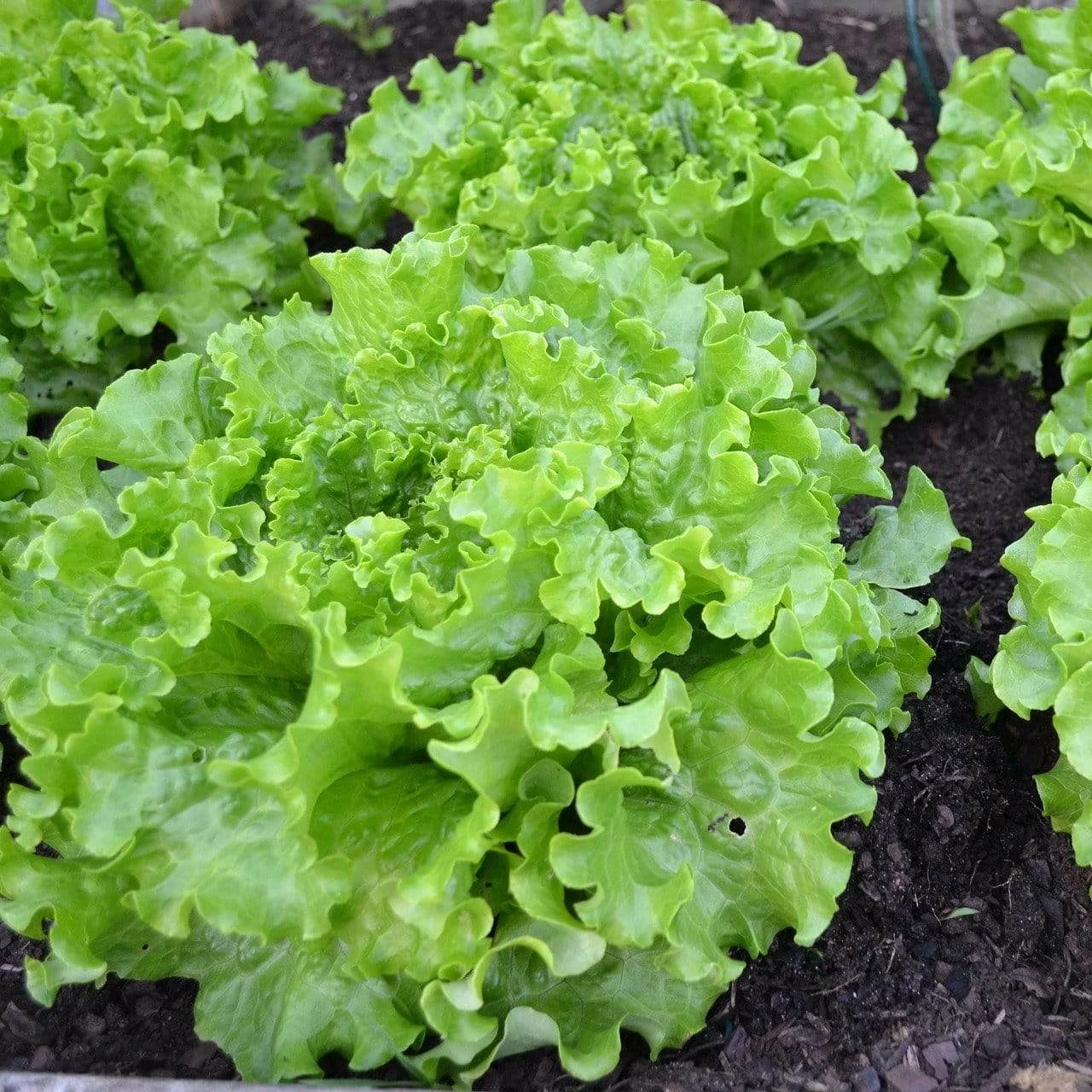 Roots Plants 10 Organic 'Green Salad Bowl' Lettuce Plants 4 Roots Plants 10 Organic 'Green Salad Bowl' Lettuce Plants