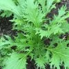 Roots Plants 10 Organic Green Mizuna Plants 2 Roots Plants 10 Organic Green Mizuna Plants