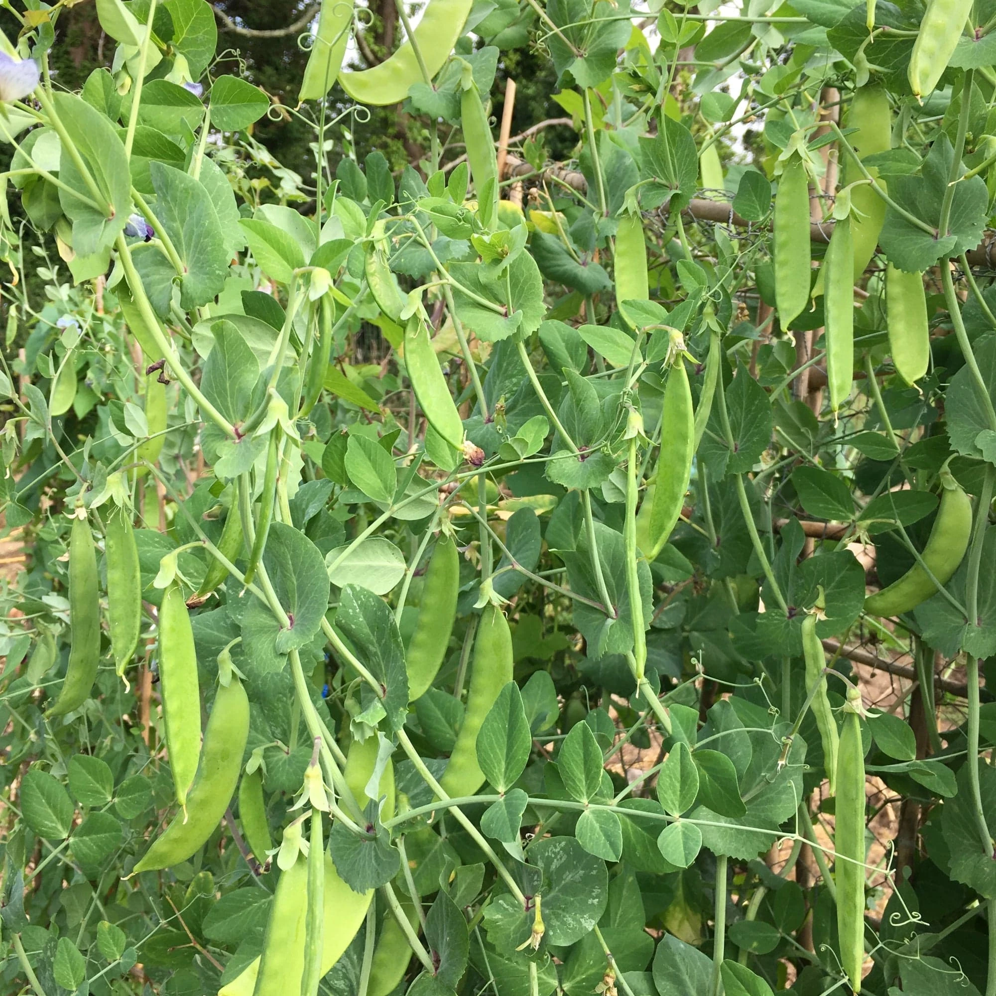 Roots Plants 63 Organic Stir Fry Vegetable Plants All Vegetable Plants 5 Roots Plants 63 Organic Stir Fry Vegetable Plants All Vegetable Plants