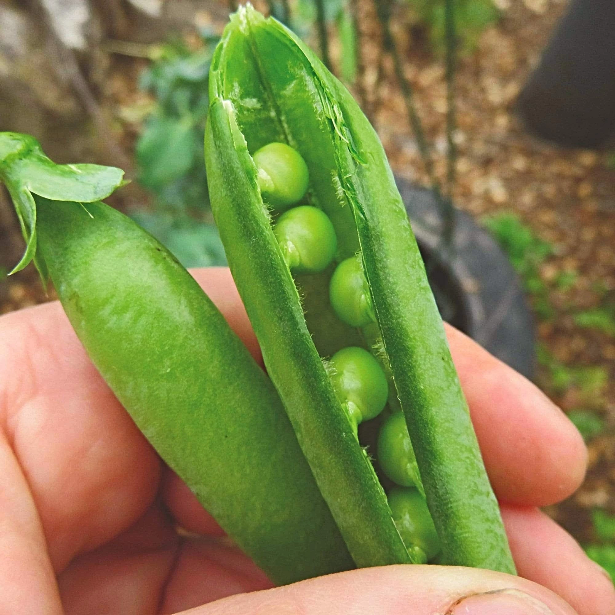 Roots Plants Peas & Beans 10 Organic 'Kelvedon Wonder' Pea Plants 7 Roots Plants Peas & Beans 10 Organic 'Kelvedon Wonder' Pea Plants