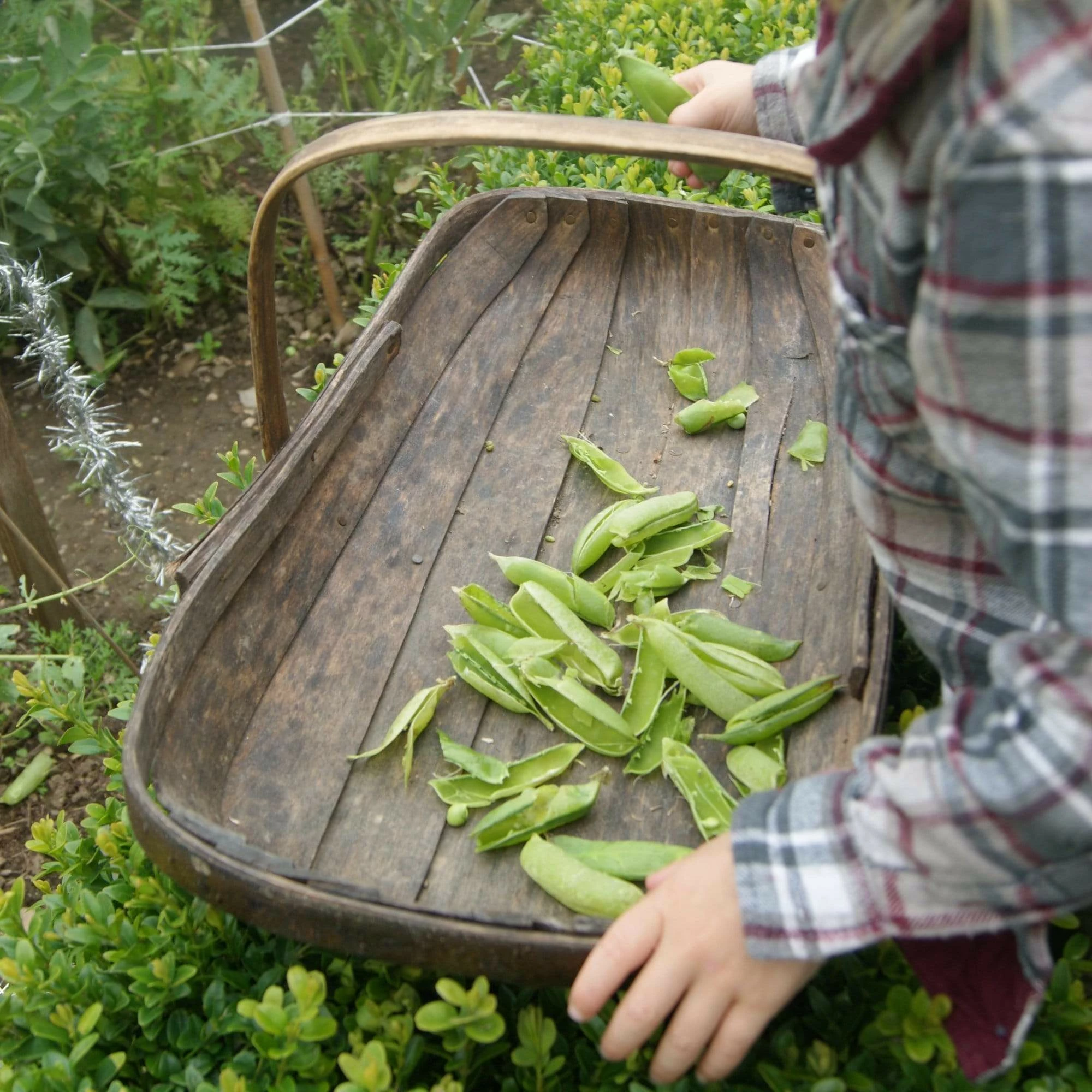 Roots Plants Peas & Beans 10 Organic 'Kelvedon Wonder' Pea Plants 6 Roots Plants Peas & Beans 10 Organic 'Kelvedon Wonder' Pea Plants