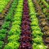 Roots Plants Salad Plants Quick Growing Organic Salad Collection 90 Plants 1 Roots Plants Salad Plants Quick Growing Organic Salad Collection 90 Plants