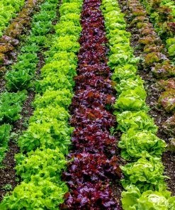 Roots Plants Salad Plants Quick Growing Organic Salad Collection 90 Plants
