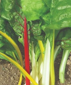 Roots Plants 63 Organic Stir Fry Vegetable Plants All Vegetable Plants 13 Roots Plants 63 Organic Stir Fry Vegetable Plants All Vegetable Plants