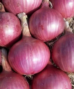 Roots Plants 20 Organic 'Red Baron' Red Onion Plants 7 Roots Plants 20 Organic 'Red Baron' Red Onion Plants