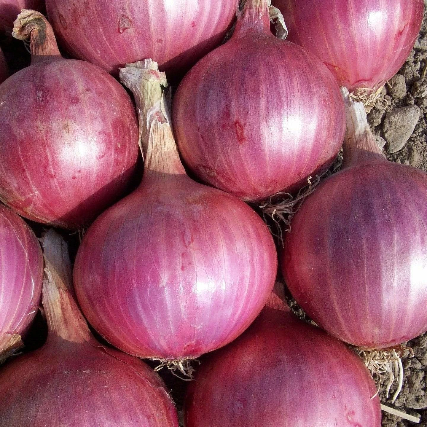 Roots Plants 20 Organic 'Red Baron' Red Onion Plants 5 Roots Plants 20 Organic 'Red Baron' Red Onion Plants