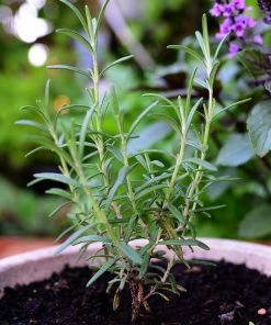 Roots Plants All Vegetable Plants 12 Organic Italian Herbs Plants