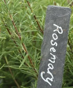 Roots Plants 3 Organic Rosemary Plants