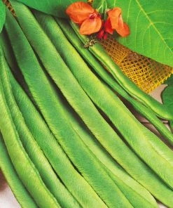 Roots Plants Peas & Beans 10 Organic 'Enorma' Runner Bean Plants 14 Roots Plants Peas & Beans 10 Organic 'Enorma' Runner Bean Plants