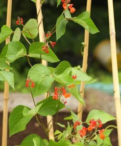 Roots Plants Peas & Beans 10 Organic 'Enorma' Runner Bean Plants 11 Roots Plants Peas & Beans 10 Organic 'Enorma' Runner Bean Plants