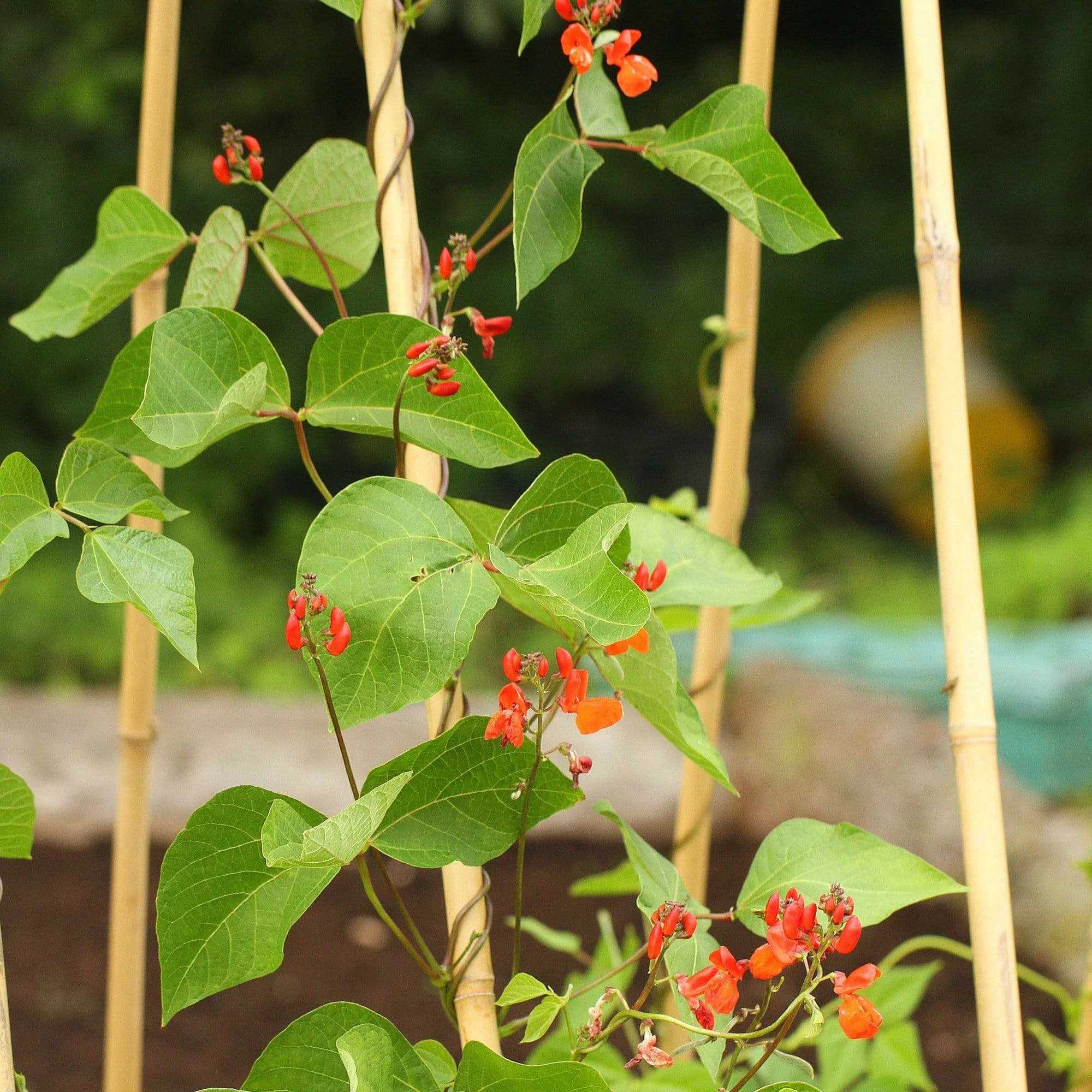 Roots Plants Peas & Beans 10 Organic 'Enorma' Runner Bean Plants 5 Roots Plants Peas & Beans 10 Organic 'Enorma' Runner Bean Plants