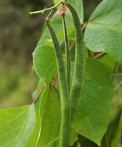 Roots Plants Peas & Beans 10 Organic 'Enorma' Runner Bean Plants 13 Roots Plants Peas & Beans 10 Organic 'Enorma' Runner Bean Plants