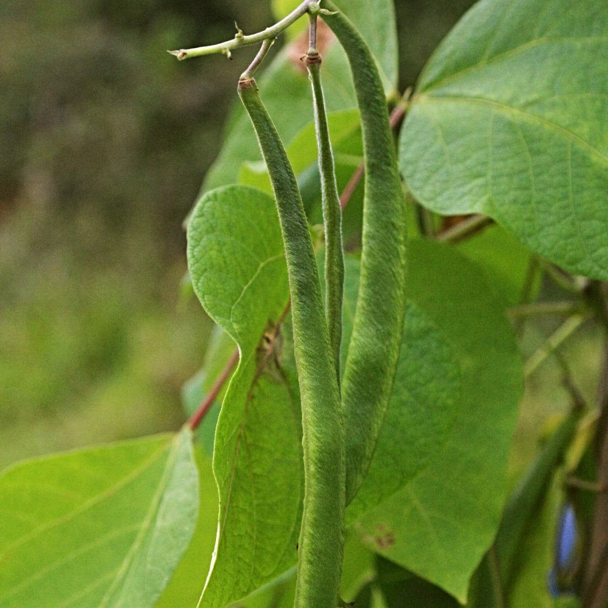 Roots Plants Peas & Beans 10 Organic 'Enorma' Runner Bean Plants 7 Roots Plants Peas & Beans 10 Organic 'Enorma' Runner Bean Plants