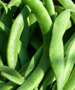 Roots Plants 15 Best Runner Bean Plants Collection | Growers Choice Peas & Beans