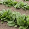 Roots Plants Brassicas & Leafy Greens 10 Organic 'Perpetual' Spinach Plants 1 Roots Plants Brassicas & Leafy Greens 10 Organic 'Perpetual' Spinach Plants