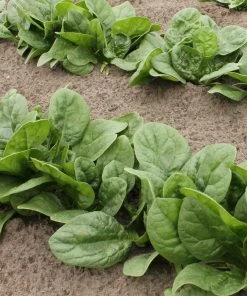 Roots Plants Brassicas & Leafy Greens 10 Organic 'Perpetual' Spinach Plants