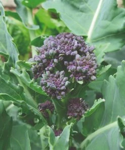 Roots Plants 10 Organic Purple Sprouting Broccoli Plants