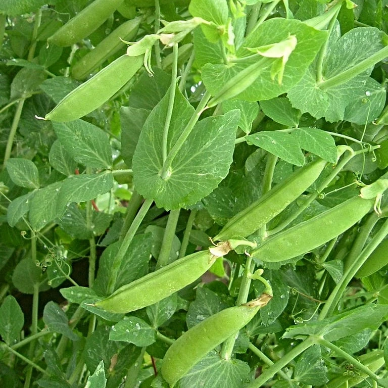Roots Plants 10 Organic Sugar Snap Pea Plants Peas & Beans 3 Roots Plants 10 Organic Sugar Snap Pea Plants Peas & Beans
