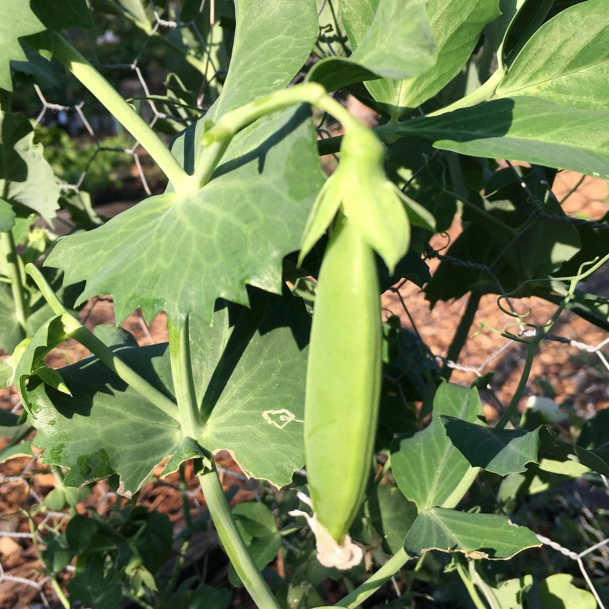 Roots Plants 10 Organic Sugar Snap Pea Plants Peas & Beans 5 Roots Plants 10 Organic Sugar Snap Pea Plants Peas & Beans