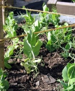 Roots Plants 10 Organic Sugar Snap Pea Plants Peas & Beans 11 Roots Plants 10 Organic Sugar Snap Pea Plants Peas & Beans