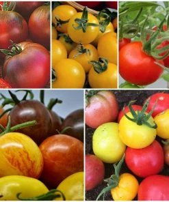 Roots Plants Salad Plants 15 Organic Colourful Tomato Plants