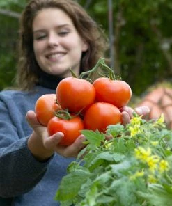 Roots Plants All Vegetable Plants 38 Easy To Grow Vegetable Plants | Ideal For Beginners 9 Roots Plants All Vegetable Plants 38 Easy To Grow Vegetable Plants | Ideal For Beginners