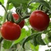 Roots Plants 5 Organic 'Gardeners Delight' Tomato Plants Salad Plants 1 Roots Plants 5 Organic 'Gardeners Delight' Tomato Plants Salad Plants