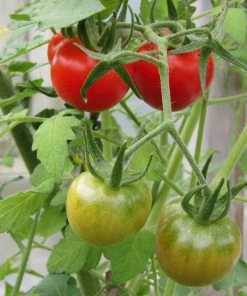 Roots Plants 5 Organic 'Gardeners Delight' Tomato Plants Salad Plants
