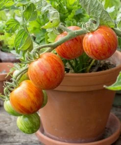 Roots Plants 15 Best Tomato Plants Collection | Growers Choice